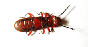 Attēlu rezultāti vaicājumam “Cucujidae”