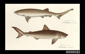 Image result for Cetorhinus maximus