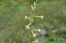 Attēlu rezultāti vaicājumam “Silene tatarica”