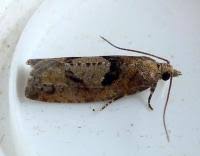 Attēlu rezultāti vaicājumam “Epinotia brunnichana”