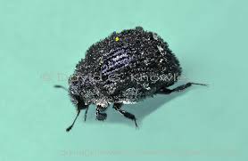 Attēlu rezultāti vaicājumam “Byrrhidae”