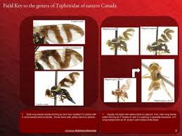 Attēlu rezultāti vaicājumam “Tephritidae”