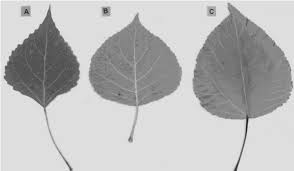 Attēlu rezultāti vaicājumam “Populus x petrowskyana”