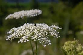 Attēlu rezultāti vaicājumam “Daucus sativus flower”