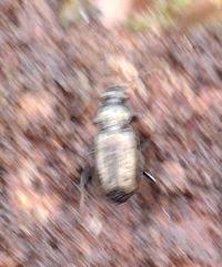 Attēlu rezultāti vaicājumam “Loricera pilicornis”