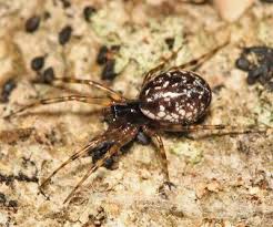 Attēlu rezultāti vaicājumam “Neriene montana”