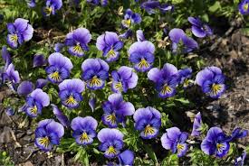 Image result for Hornveilchen