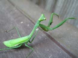 Attēlu rezultāti vaicājumam “Mantis religiosa”