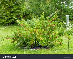 Attēlu rezultāti vaicājumam “Ribes uva-crispa”