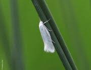 Attēlu rezultāti vaicājumam “Elachista argentella”