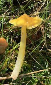 Attēlu rezultāti vaicājumam “Hygrocybe acutoconica”