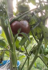 Afbeeldingsresultaat voor debarro black tomato