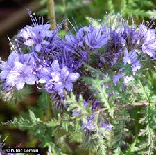 Attēlu rezultāti vaicājumam “Phacelia tanacetifolia”