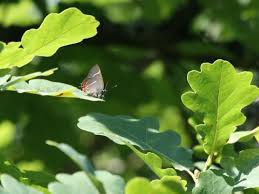 Attēlu rezultāti vaicājumam “Satyrium w-album underside”