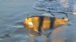 Image result for Aetomylaeus bovinus