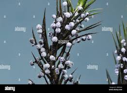 Attēlu rezultāti vaicājumam “Physarum rubiginosum”