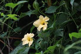 Attēlu rezultāti vaicājumam “Cucurbitaceae”