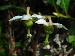 Attēlu rezultāti vaicājumam “Moneses uniflora bud”