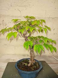Image result for parthenocissus bonsai