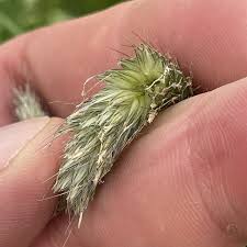 Attēlu rezultāti vaicājumam “Alopecurus pratensis fruit”