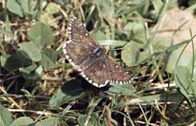 Attēlu rezultāti vaicājumam “Pyrgus serratulae upperside”