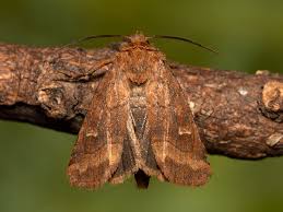 Attēlu rezultāti vaicājumam “Eriopygodes imbecilla”