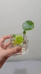 「銅錢草」的圖片搜尋結果