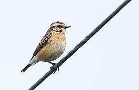 Attēlu rezultāti vaicājumam “Saxicola rubetra adult”