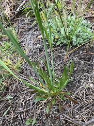Attēlu rezultāti vaicājumam “Silene chlorantha”