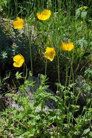 Image result for Meconopsis cambrica