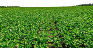 Image result for Helichrysum subulifolium