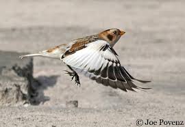 Attēlu rezultāti vaicājumam “Plectrophenax nivalis adult”