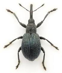 Attēlu rezultāti vaicājumam “Apionidae”