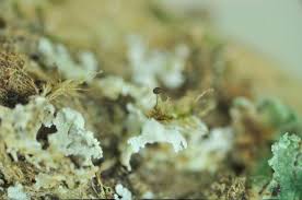 Attēlu rezultāti vaicājumam “Barbeyella minutissima”