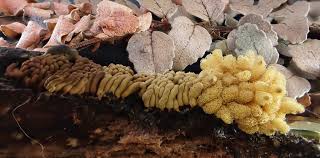 Attēlu rezultāti vaicājumam “Heterotrichia obvelata (syn. Arcyria obvelata) macro”