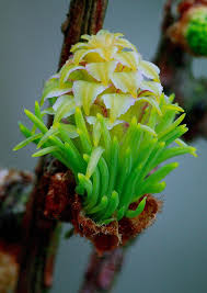 Attēlu rezultāti vaicājumam “Larix decidua flower”