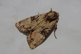 Attēlu rezultāti vaicājumam “Apamea epomidion”