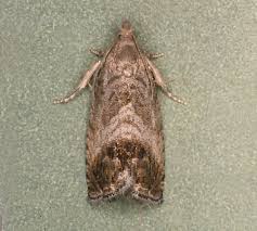 Attēlu rezultāti vaicājumam “Cydia splendana”