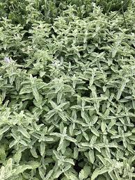 Attēlu rezultāti vaicājumam “Nepeta x faassenii”