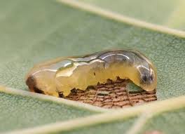 Attēlu rezultāti vaicājumam “Caliroa annulipes”