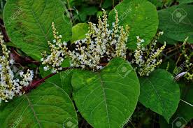 Attēlu rezultāti vaicājumam “Reynoutria sachalinensis flower”