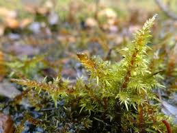 Attēlu rezultāti vaicājumam “Calliergon cordifolium”