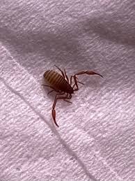 Attēlu rezultāti vaicājumam “Chelifer cancroides”