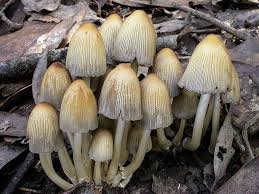 Attēlu rezultāti vaicājumam “Coprinus micaceus”