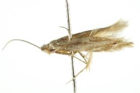 Attēlu rezultāti vaicājumam “Bucculatrix rhamniella”