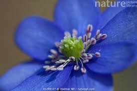 Attēlu rezultāti vaicājumam “Hepatica nobilis”