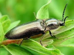 Attēlu rezultāti vaicājumam “Ctenicera pectinicornis female”