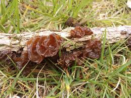 Attēlu rezultāti vaicājumam “Exidia recisa”