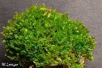 Attēlu rezultāti vaicājumam “Pylaisia polyantha”