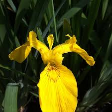 Attēlu rezultāti vaicājumam “Iris pseudacorus flower”